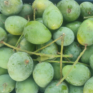 Jhinuk Ashwina Mango
