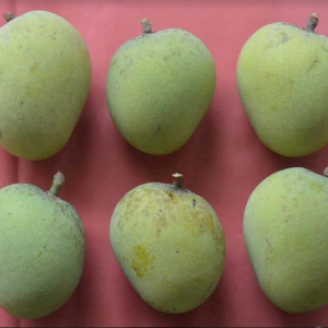 Khirsapat Mango